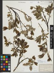 Foto von Salix myrsinifolia Salisb. x Salix phylicifolia L.